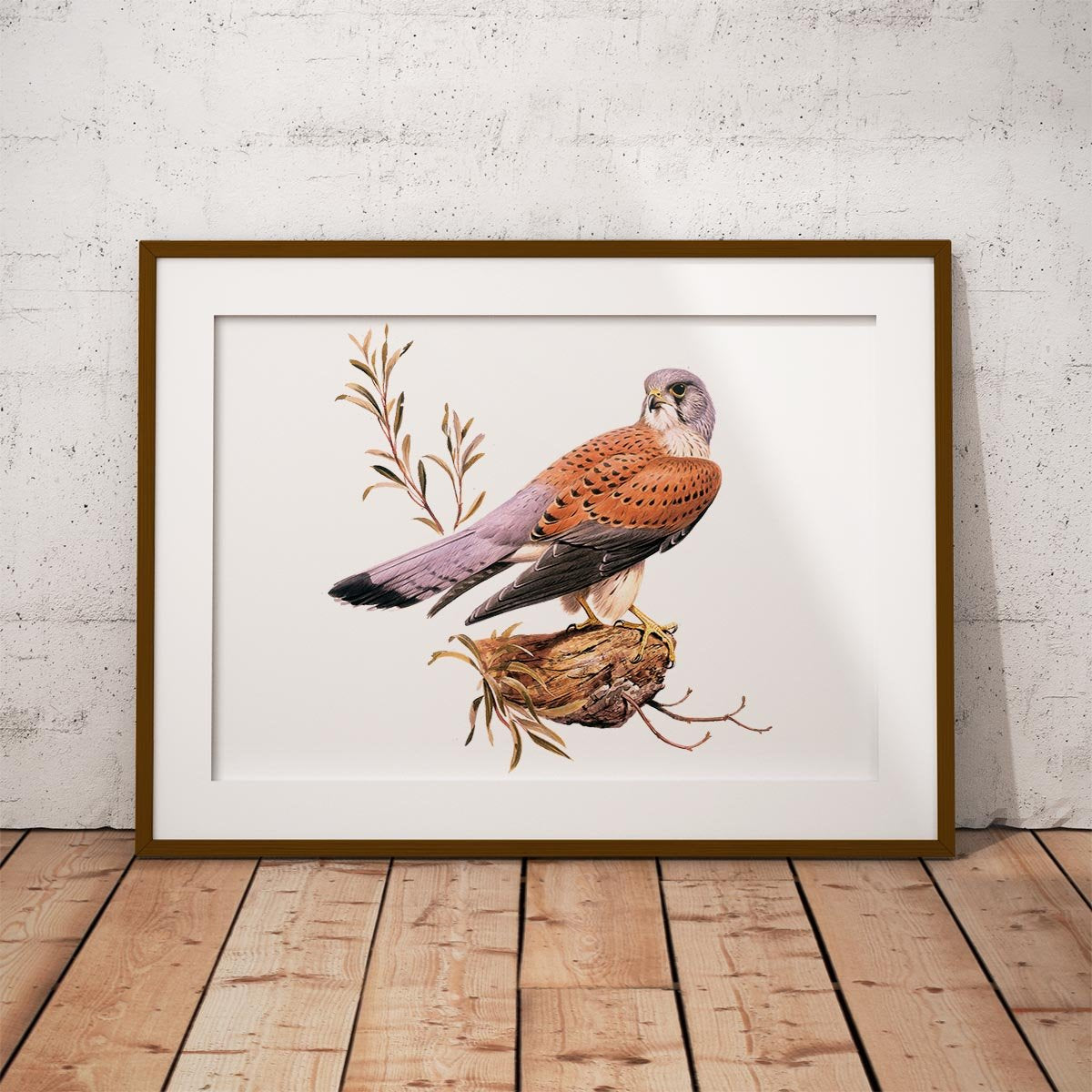 Kestrel Wall Art Print - Countryman John