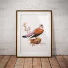 Kestrel Wall Art Print - Countryman John