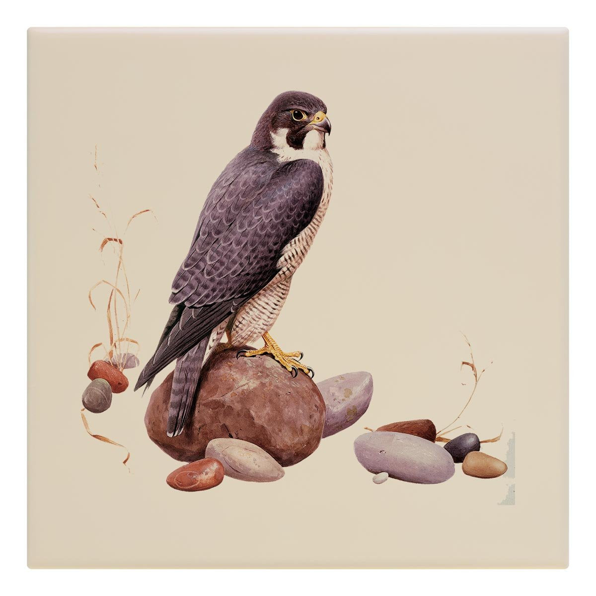 Peregrine Falcon Tile - Countryman John