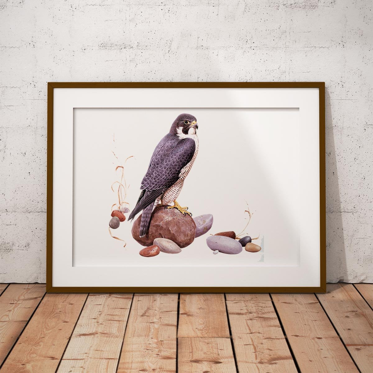 Peregrine Falcon Wall Art Print - Countryman John