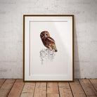 Tawny Owl Wall Art Print - Countryman John