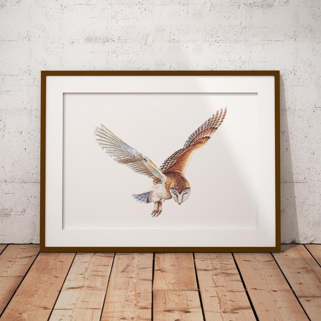Barn Owl in Flight Wall Art Print - Countryman John