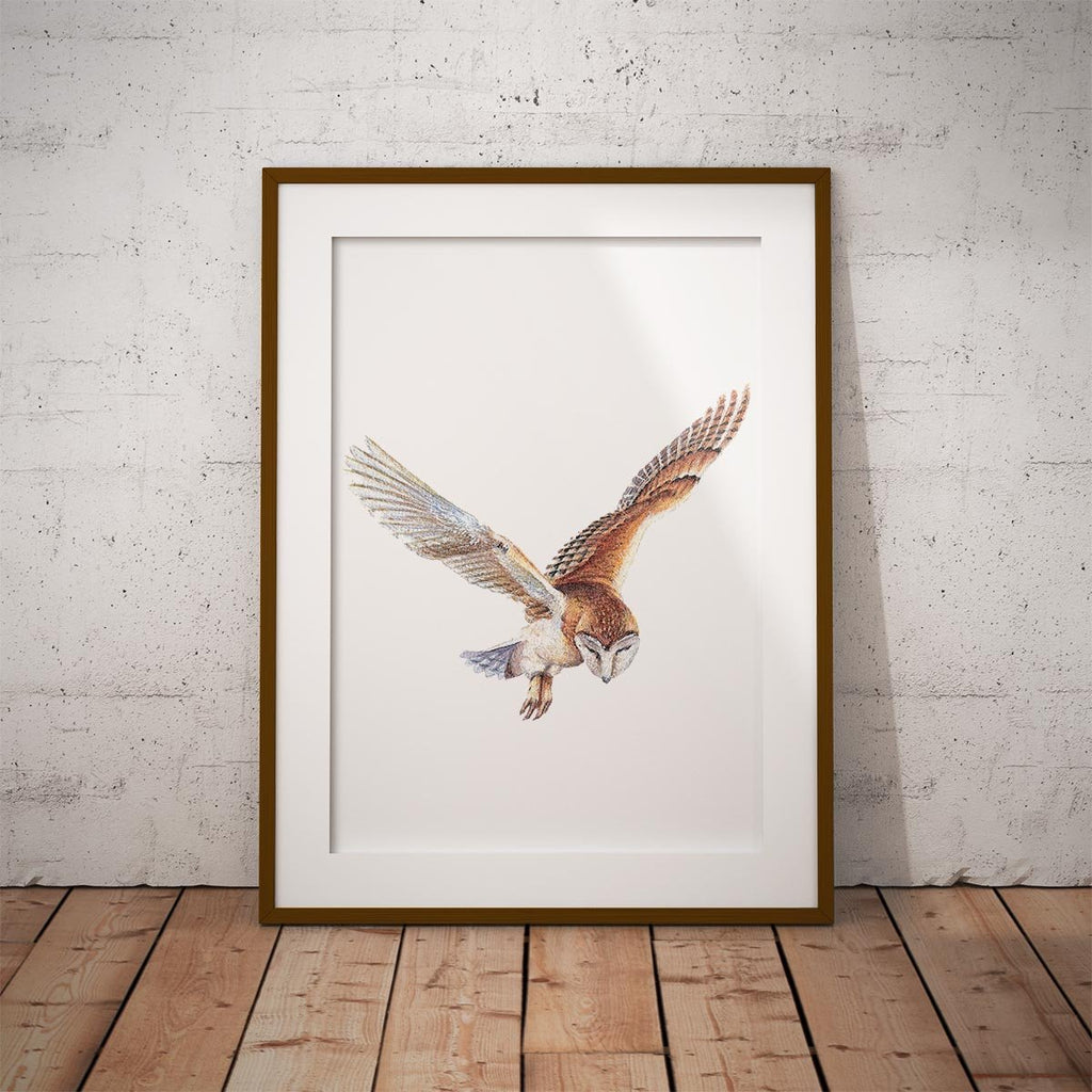 Barn Owl in Flight Wall Art Print - Countryman John