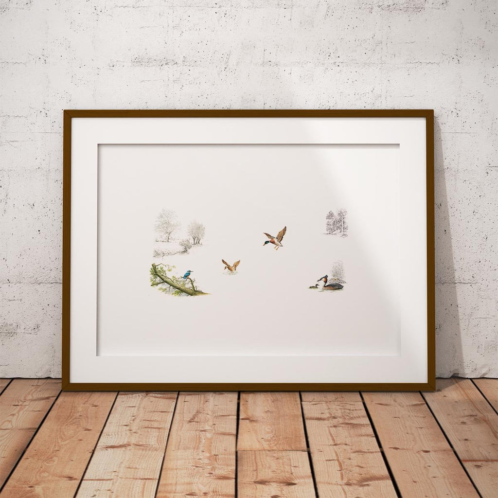 Kingfisher Ducks and Grebe Wall Art Print - Countryman John