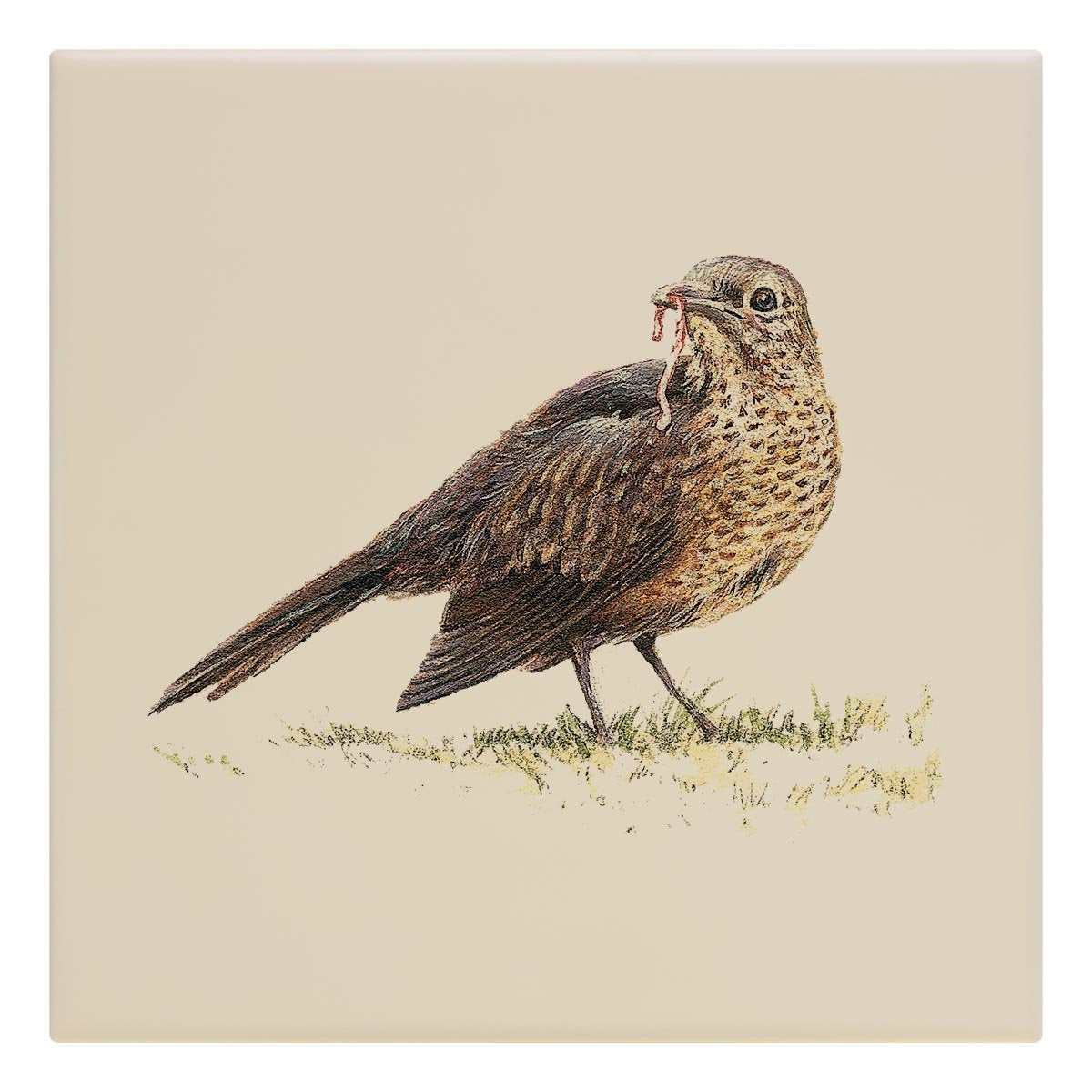 Song Thrush Tile - Countryman John