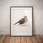 Song Thrush Wall Art Print - Countryman John