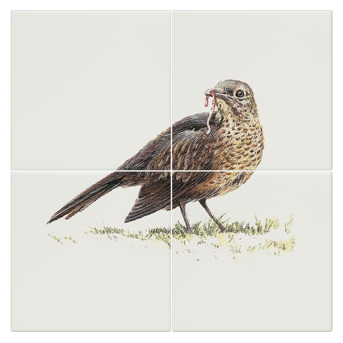 Song Thrush Tile - Countryman John