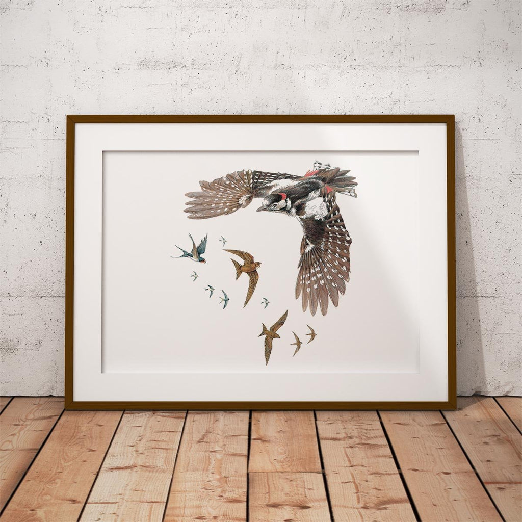 Woodpecker Swallows and Swifts Wall Art Print - Countryman John