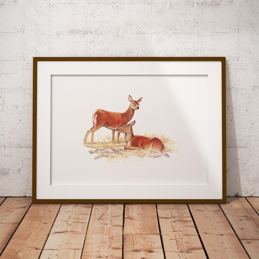 Red Hind Deer Wall Art Print - Countryman John