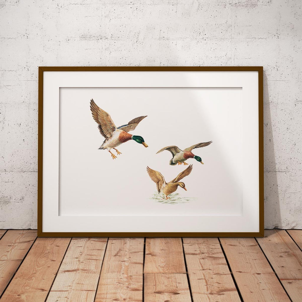 Ducks Coming in to Land Wall Art Print - Countryman John