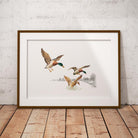 Mallards Coming in to Land on Pond Wall Art Print - Countryman John